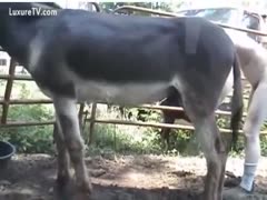 A pervert acquires drilled by a donkey